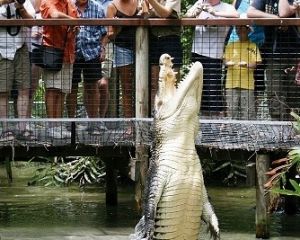 Hartley's Crocodile Adventures - Tourism Cairns